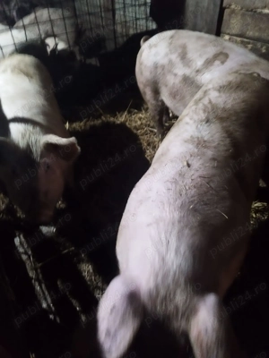 Vand porci-Soldani - imagine 2