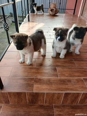 Akita American - imagine 5