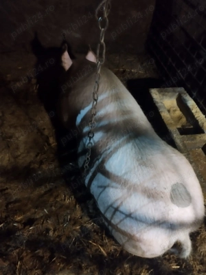 Vand porci-Soldani - imagine 3