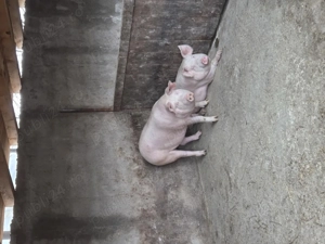 Vand porci crescuți in gospodărie 