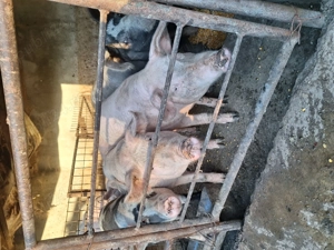 Porci crescuti ecologic - imagine 2