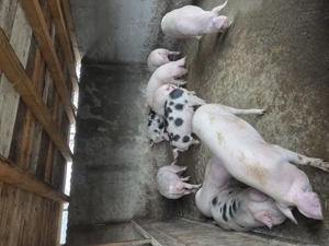 Vand porci crescuți in gospodărie  - imagine 2