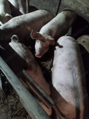 Vand porci-Soldani - imagine 4