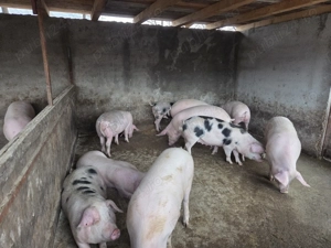 Vand porci crescuți in gospodărie  - imagine 3