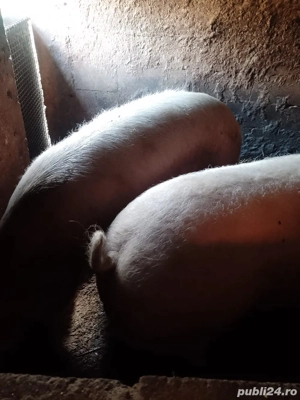 Porc de vanzare - imagine 4