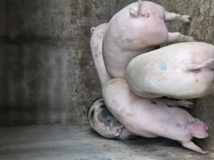 Vand porci crescuți in gospodărie  - imagine 5