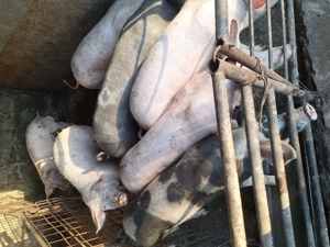 Porci crescuti ecologic