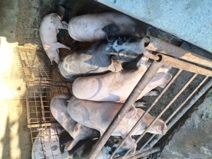 Porci crescuti ecologic - imagine 5