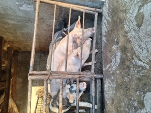 Porci crescuti ecologic - imagine 3