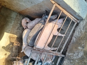 Porci crescuti ecologic - imagine 4