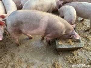 Vand purcel de prasila - imagine 2