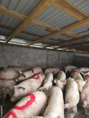 Porci pentru Crăciun  - imagine 2