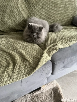 britisch Ionghair - imagine 2