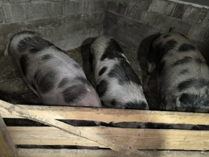 Vând porci rasa petrean.