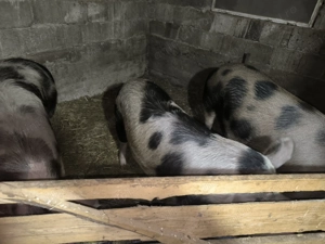 Vând porci rasa petrean. - imagine 3