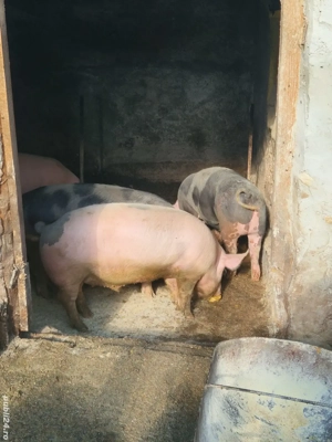 Vând porci ! 