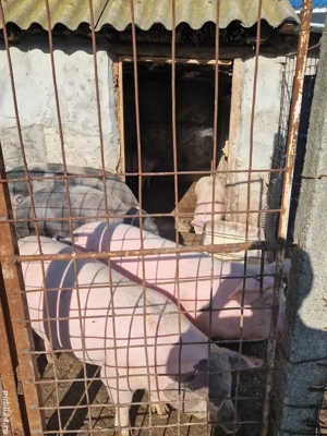 Vând porci !  - imagine 2