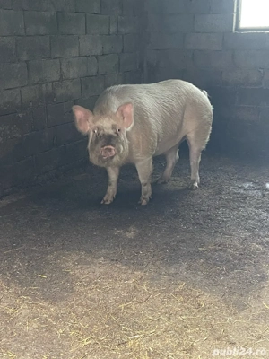 Mai am porc 270 280 kg  - imagine 4