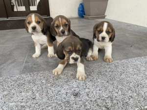 Căței Beagle Tricolor 