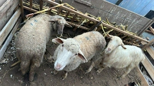 Vând doua oi și patru capre la prima și a doua fătare . Gestante toate     - imagine 2