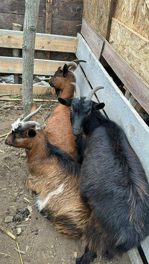 Vând doua oi și patru capre la prima și a doua fătare . Gestante toate    