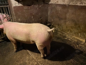 Vând porc  - imagine 2