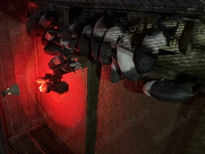 Porci de 10 săptămâni 