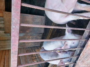 porci de vanzare  - imagine 2