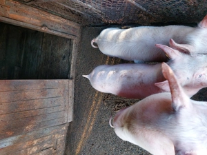 porci de vanzare  - imagine 3