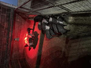 Porci de 10 săptămâni  - imagine 2