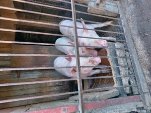 porci de vanzare  - imagine 4