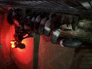 Porci de 10 săptămâni  - imagine 3