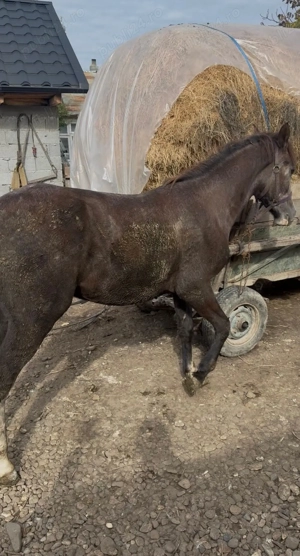 Vând noatin un an și trei luni relații la telefon   - imagine 2