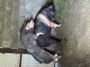 Porci de 10 săptămâni  - imagine 5