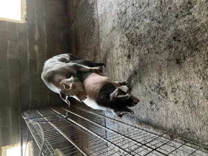 Porci de 10 săptămâni  - imagine 4