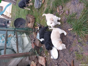 căței bichon disponibili - imagine 3