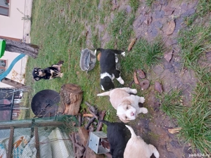 căței bichon disponibili