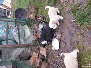 căței bichon disponibili - imagine 2