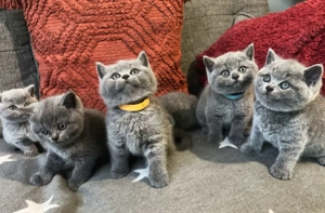 Puiuți British Shorthair Blue. Rasă pură. Sănătoși , accept control veterinar!