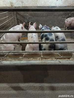 Porci pentru sacrificat  - imagine 2