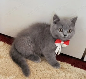 Puiuți British Shorthair Blue. Rasă pură. Sănătoși , accept control veterinar! - imagine 2