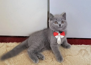 Puiuți British Shorthair Blue. Rasă pură. Sănătoși , accept control veterinar! - imagine 5