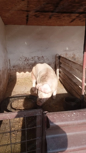 Porc de vanzare - imagine 2