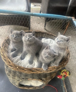 Puiuți British Shorthair Blue. Rasă pură. Sănătoși , accept control veterinar! - imagine 3