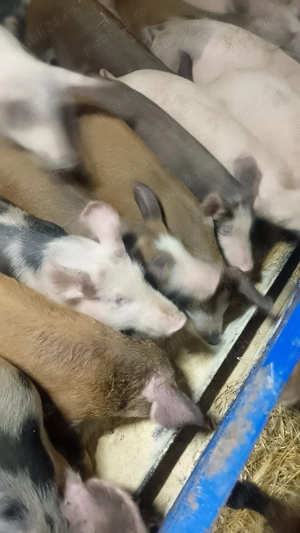 Purcei-Grasuni 480 lei bucata - imagine 2