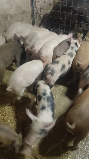 Grăsuni 40 kg 480lei bucata 