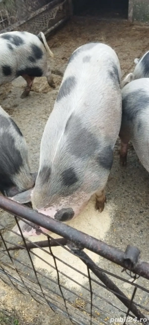 Porci carne de vânzare in Fetesti - Stelnica - Ialomita - Calarasi - imagine 2