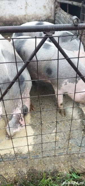 Porci carne de vânzare in Fetesti - Stelnica - Ialomita - Calarasi - imagine 4