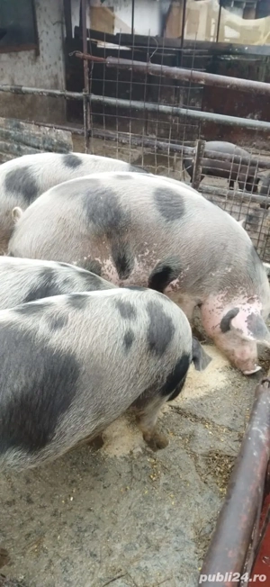 Porci carne de vânzare in Fetesti - Stelnica - Ialomita - Calarasi - imagine 3