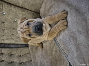 Shar pei cu pedigree  - imagine 3